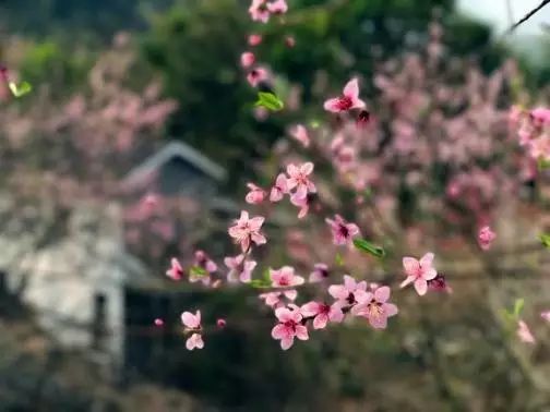 桃花壹號(hào)，靜下來(lái)品味生活最美的那一面