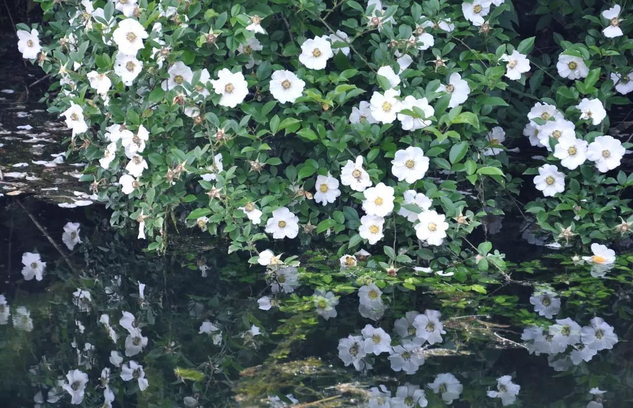 茗墅茶莊園，西湖以外的西湖