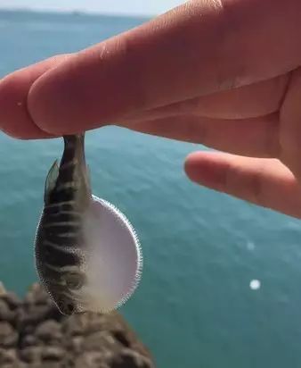 溫州·花崗漁村，海外桃源別有天此間小住亦神仙
