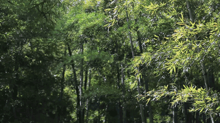 珀洱半坡，在竹海樹林之間盡享山間好風(fēng)光