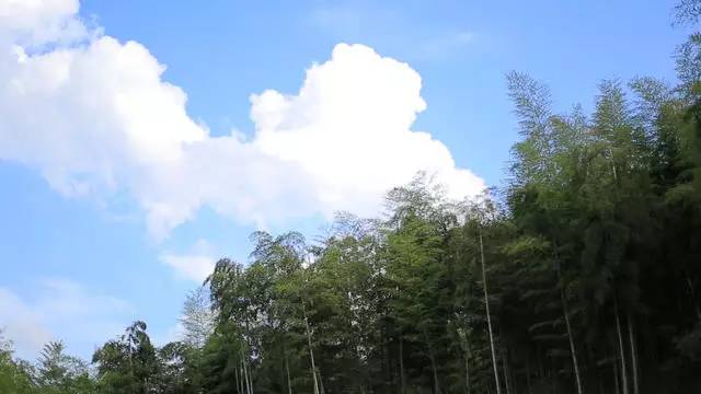 珀洱半坡，在竹海樹林之間盡享山間好風(fēng)光