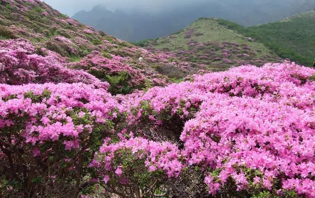珀洱半坡，在竹海樹林之間盡享山間好風光