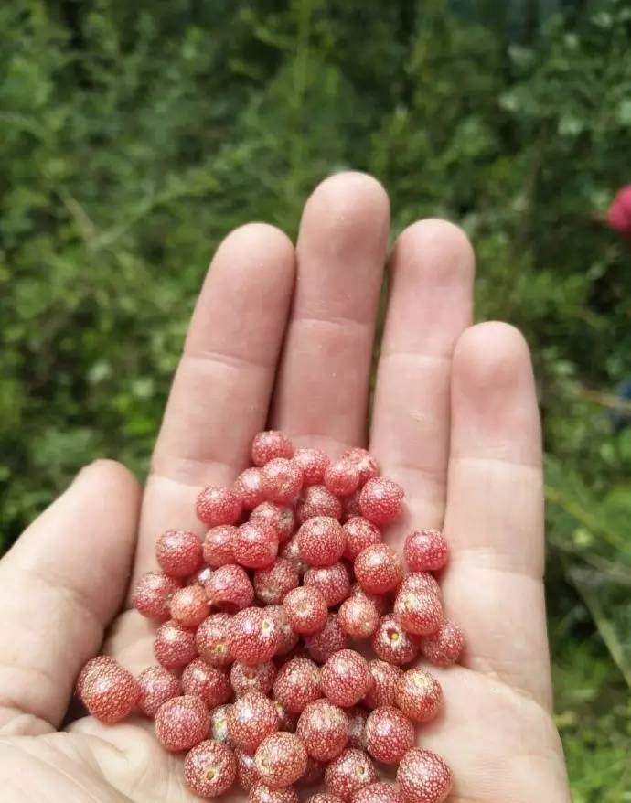 若丁山七號(hào)營地，無數(shù)人向往的“星空露營地”