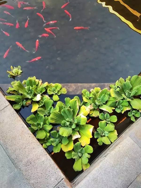 融居·銀箔泉，來銀箔泉邊喝茶看蒼山洱海
