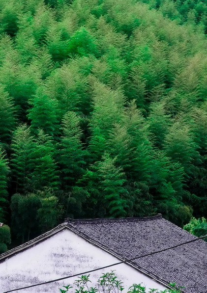 客堂間莫干山民宿，隱居深山聆聽自然