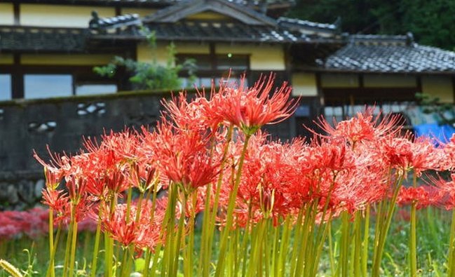 日本民宿體驗
