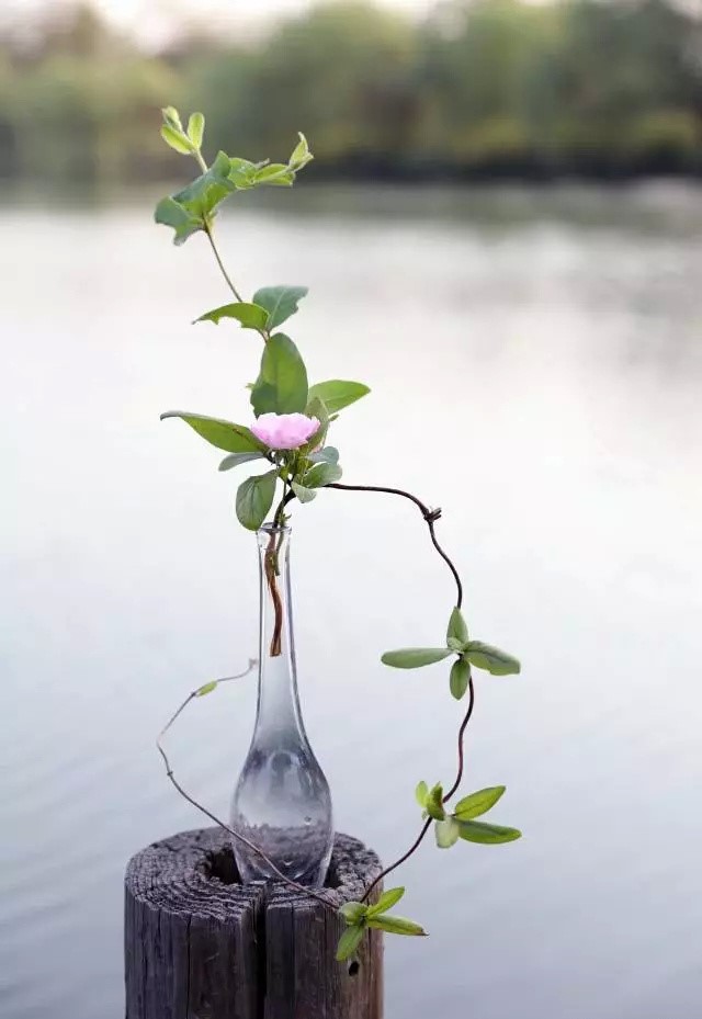 超有意境的瓶花藝術(shù)，一組簡(jiǎn)約中國瓶花藝術(shù)