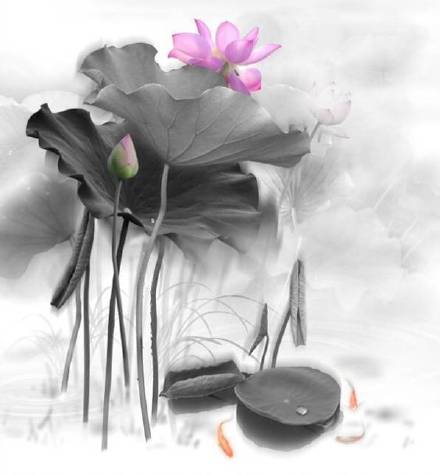 超美水墨荷花風(fēng)景攝影，美的不可思議