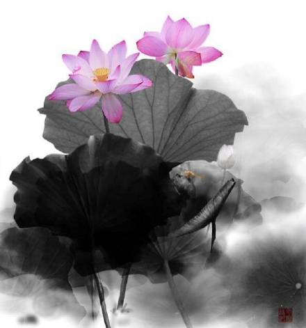 超美水墨荷花風(fēng)景攝影，美的不可思議