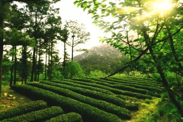 曉陽(yáng)春茶，尋找茶道融于茶水中的美好生活