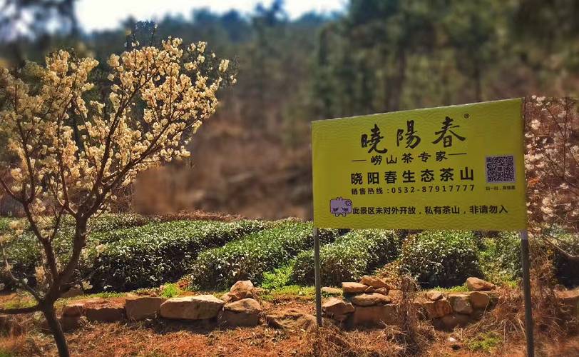 曉陽(yáng)春茶，尋找茶道融于茶水中的美好生活