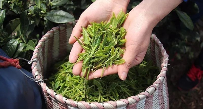 七椀居茶舍，喝西湖龍井茶感受西湖美秋季美