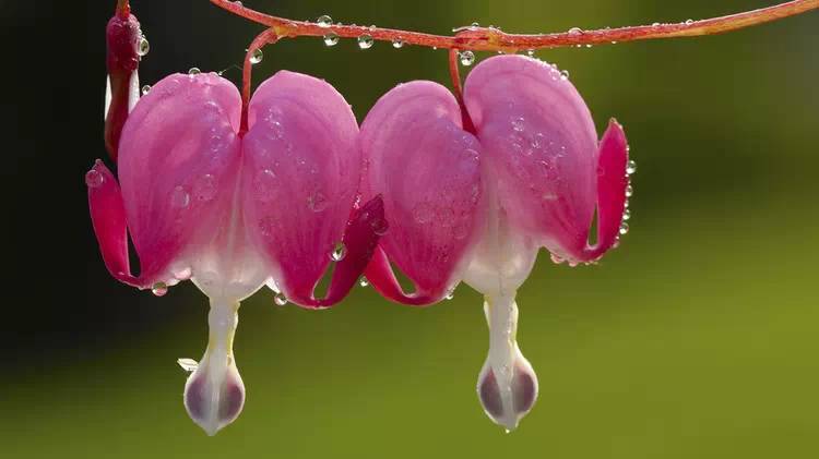 驚艷花朵風(fēng)景圖片：花開(kāi)并蒂美哉!