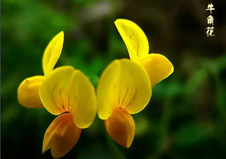 驚艷花朵風(fēng)景圖片：花開(kāi)并蒂美哉!