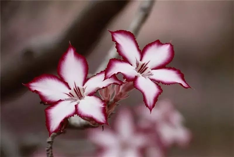 驚艷花朵風(fēng)景圖片：花開(kāi)并蒂美哉!