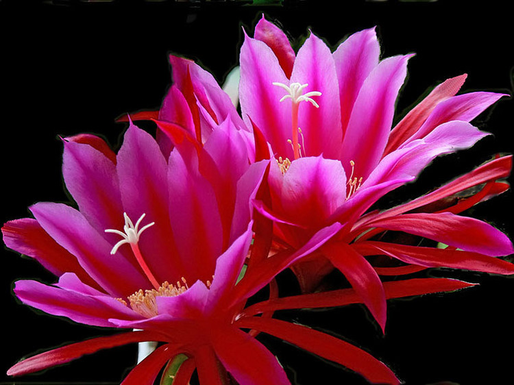 驚艷花朵風(fēng)景圖片：花開(kāi)并蒂美哉!