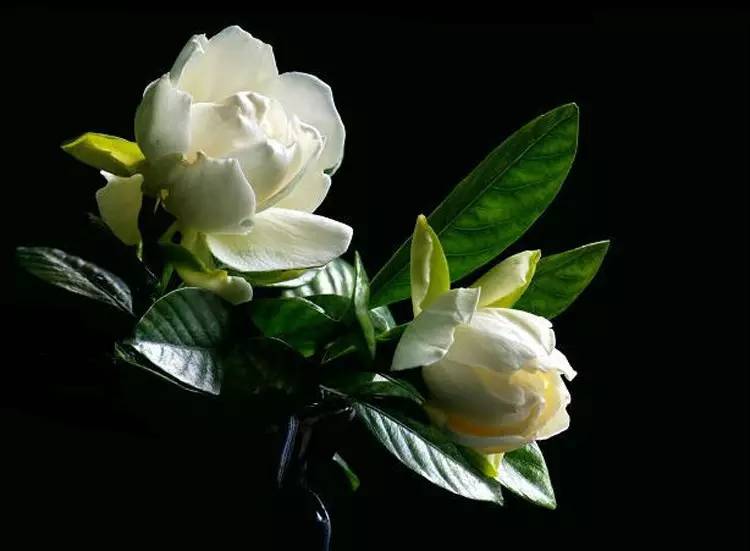 驚艷花朵風(fēng)景圖片：花開(kāi)并蒂美哉!