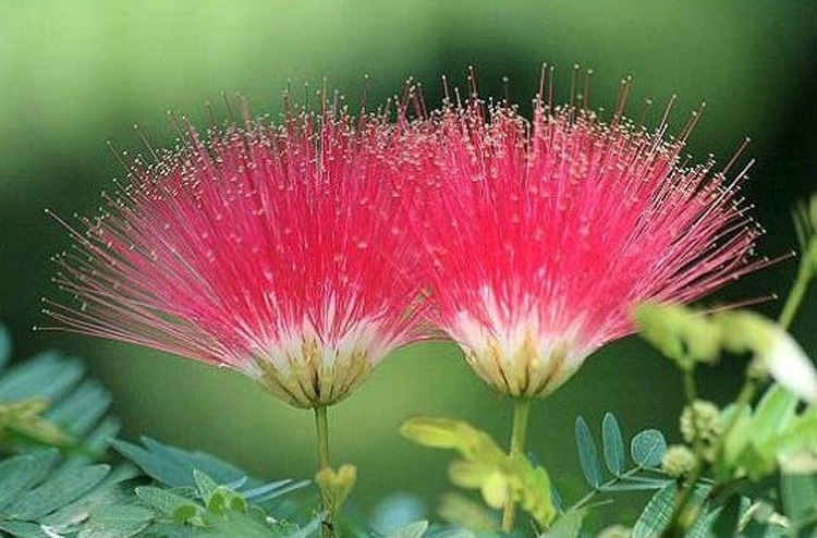 驚艷花朵風(fēng)景圖片：花開(kāi)并蒂美哉!
