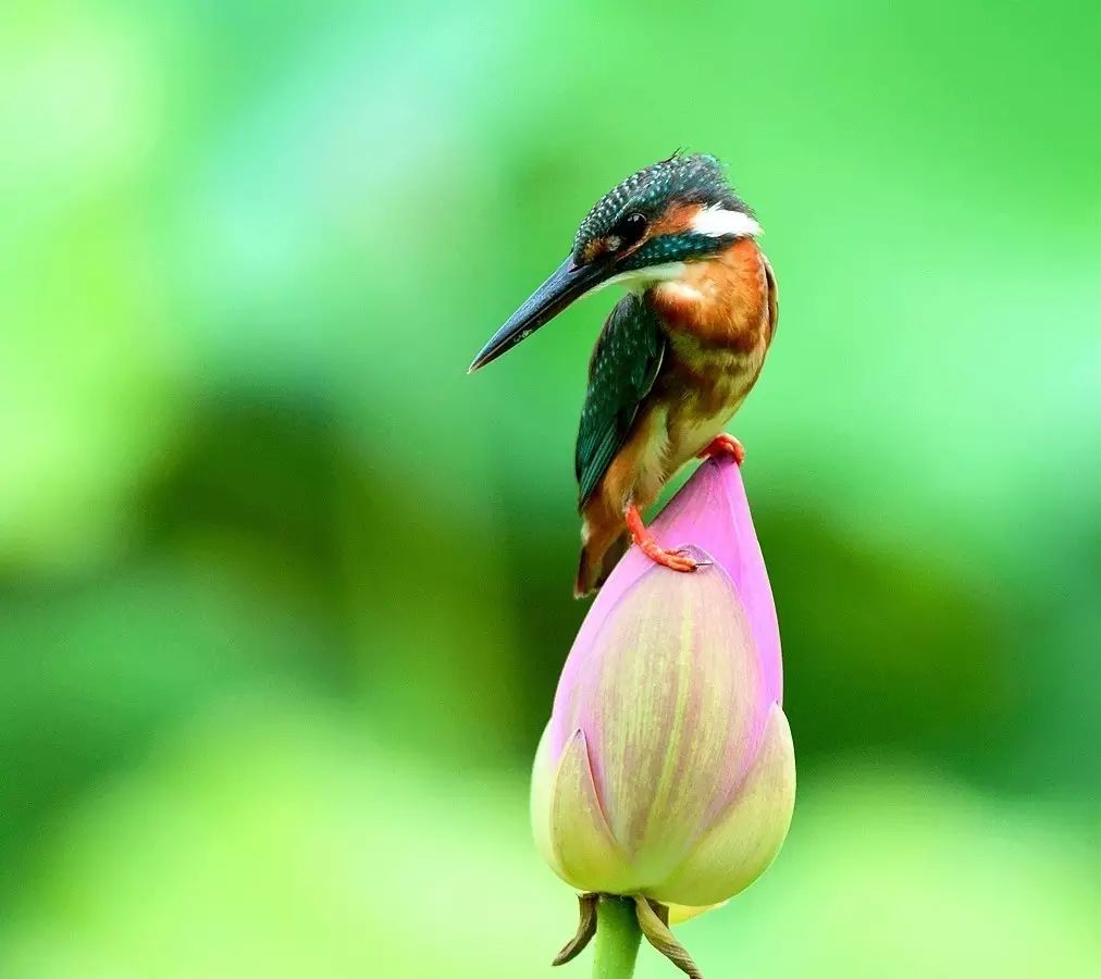 細(xì)微之美：一組荷花翠鳥美景圖