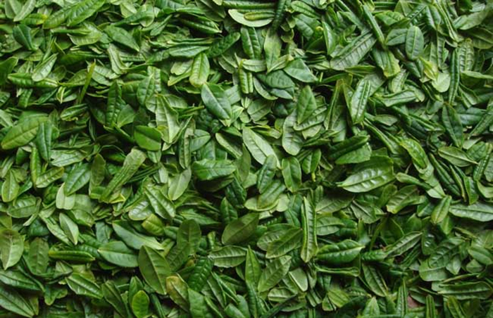中國(guó)十大名茶之六安瓜片