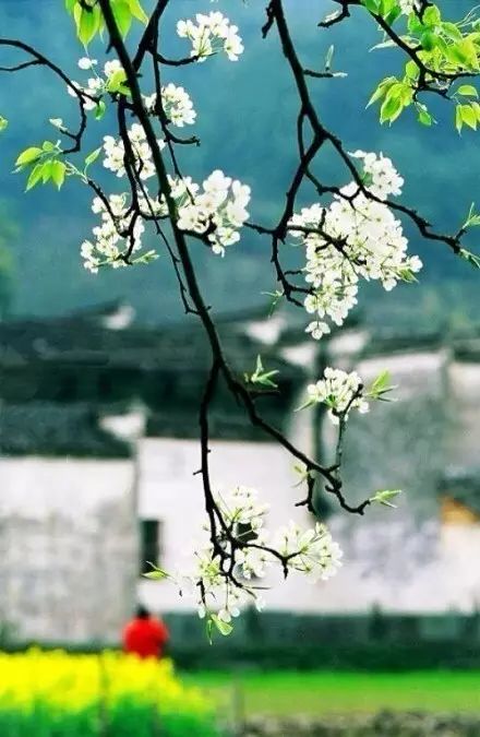 最美江南風景：人間最憶江南春