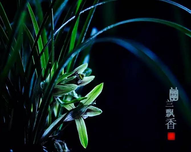 詩意風景：一花一世界，一詩一情懷