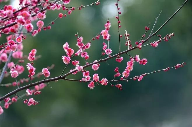 詩意風景：一花一世界，一詩一情懷