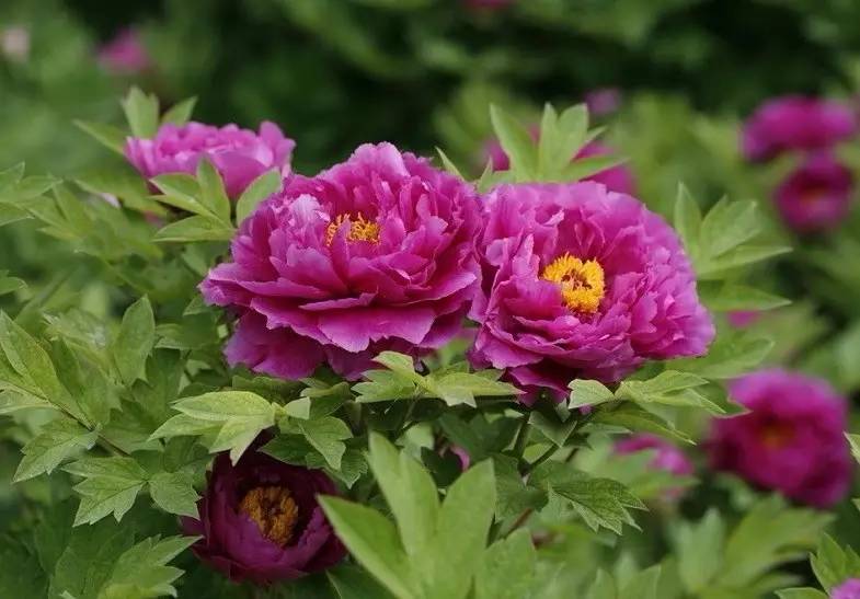 詩意風景：一花一世界，一詩一情懷