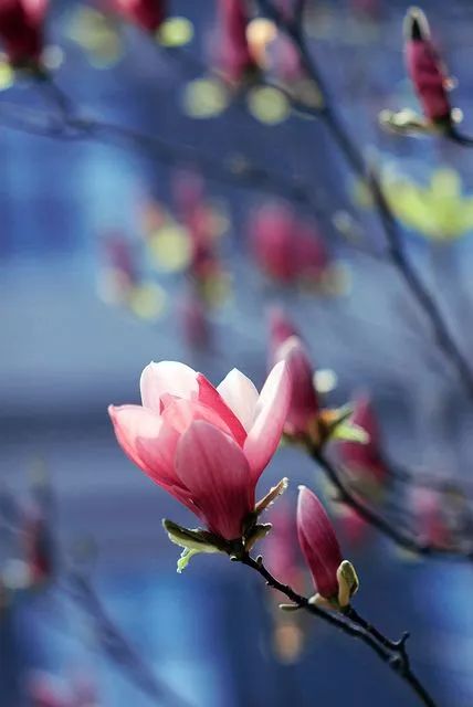 詩意風景：一花一世界，一詩一情懷