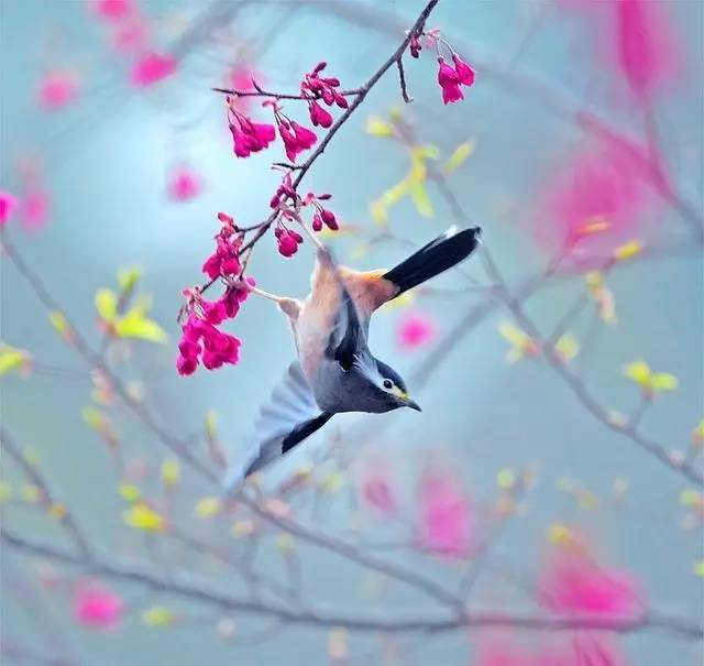唯美風(fēng)景圖片：春天充滿生機(jī)的鳥語花香！