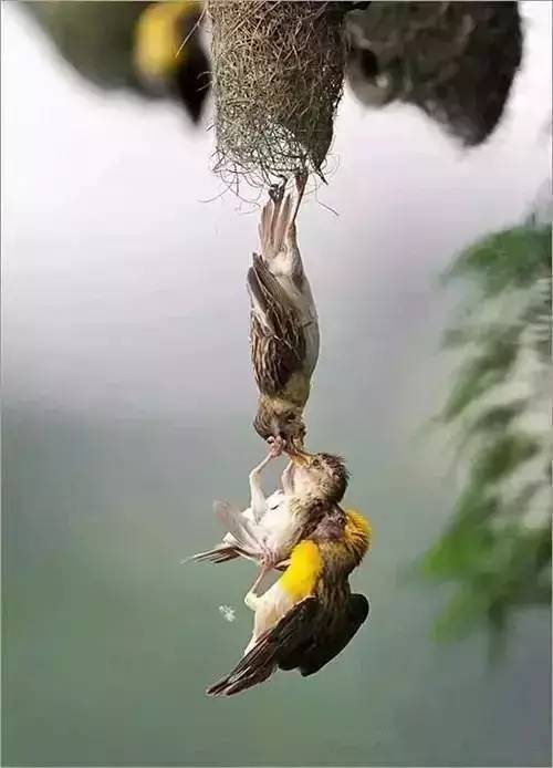 唯美風(fēng)景圖片：春天充滿生機(jī)的鳥(niǎo)語(yǔ)花香！