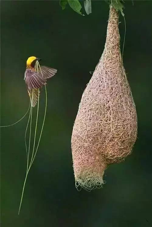 唯美風(fēng)景圖片：春天充滿生機(jī)的鳥(niǎo)語(yǔ)花香！