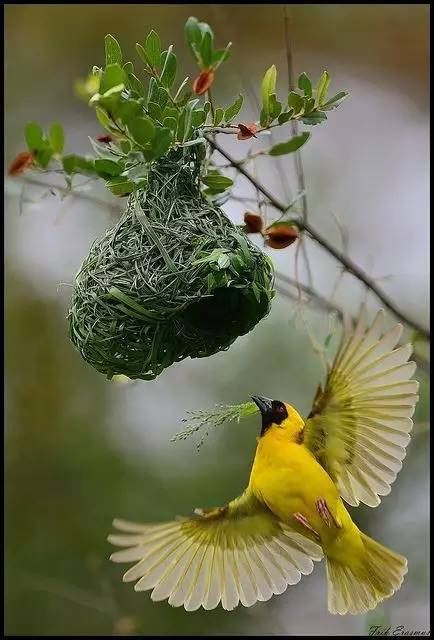 唯美風(fēng)景圖片：春天充滿生機(jī)的鳥(niǎo)語(yǔ)花香！