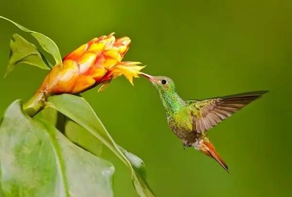 唯美風(fēng)景圖片：春天充滿生機(jī)的鳥(niǎo)語(yǔ)花香！