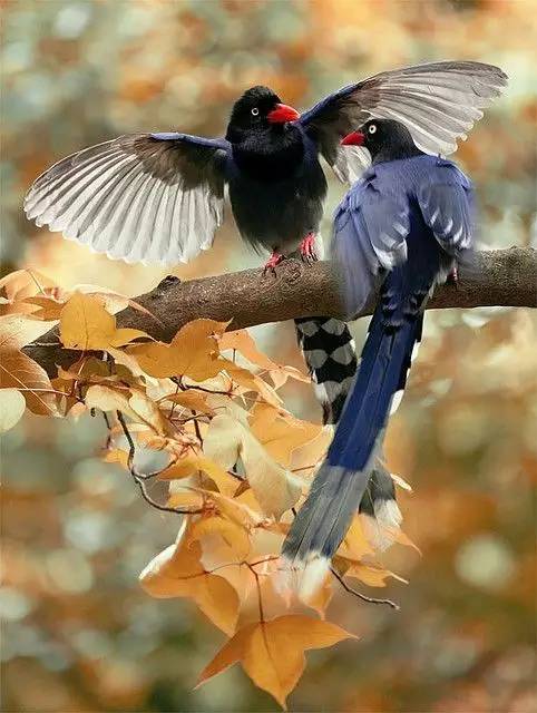 唯美風(fēng)景圖片：春天充滿(mǎn)生機(jī)的鳥(niǎo)語(yǔ)花香！