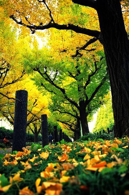 晚秋一抹耀眼金黃，唯美秋天風(fēng)景圖片！