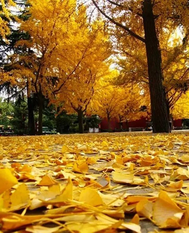 晚秋一抹耀眼金黃，唯美秋天風(fēng)景圖片！