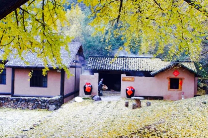 晚秋一抹耀眼金黃，唯美秋天風(fēng)景圖片！