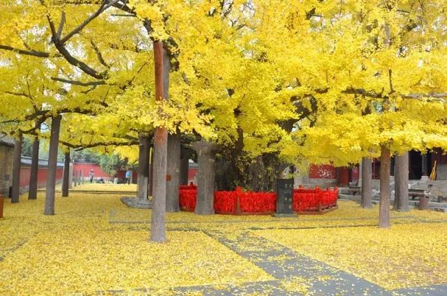 晚秋一抹耀眼金黃，唯美秋天風(fēng)景圖片！