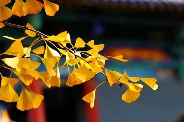 晚秋一抹耀眼金黃，唯美秋天風(fēng)景圖片！