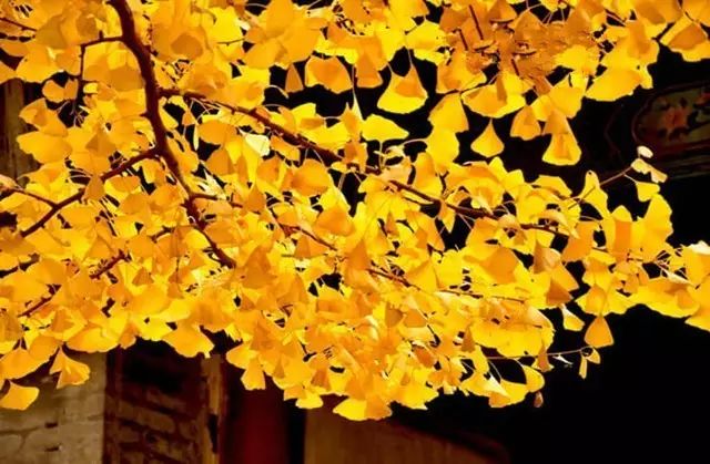 晚秋一抹耀眼金黃，唯美秋天風(fēng)景圖片！