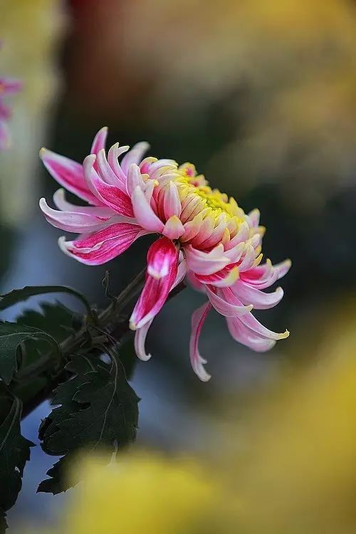 立冬時節(jié)菊繽紛，唯美菊花攝影！
