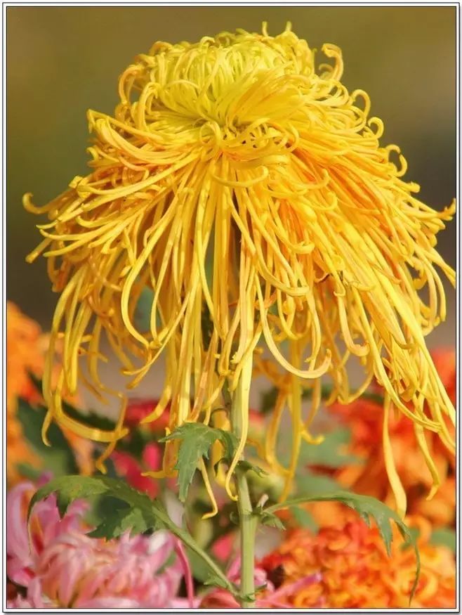 立冬時節(jié)菊繽紛，唯美菊花攝影！