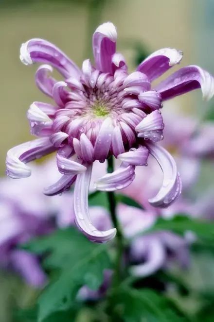 立冬時(shí)節(jié)菊繽紛，唯美菊花攝影！