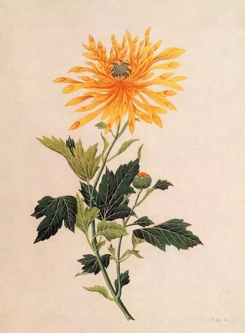 立冬時(shí)節(jié)菊繽紛，唯美菊花攝影！