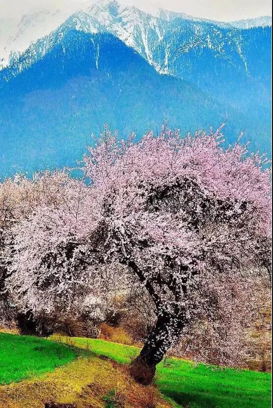 8處風(fēng)景如詩如畫，春天最值得去的地方！