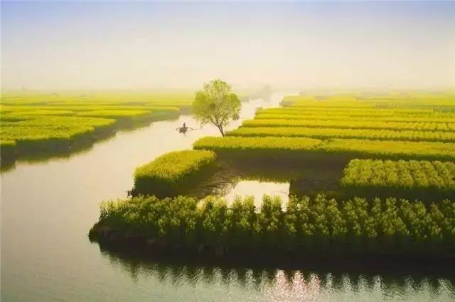 美到窒息的中國最美油菜花海，邂逅花海風(fēng)景！