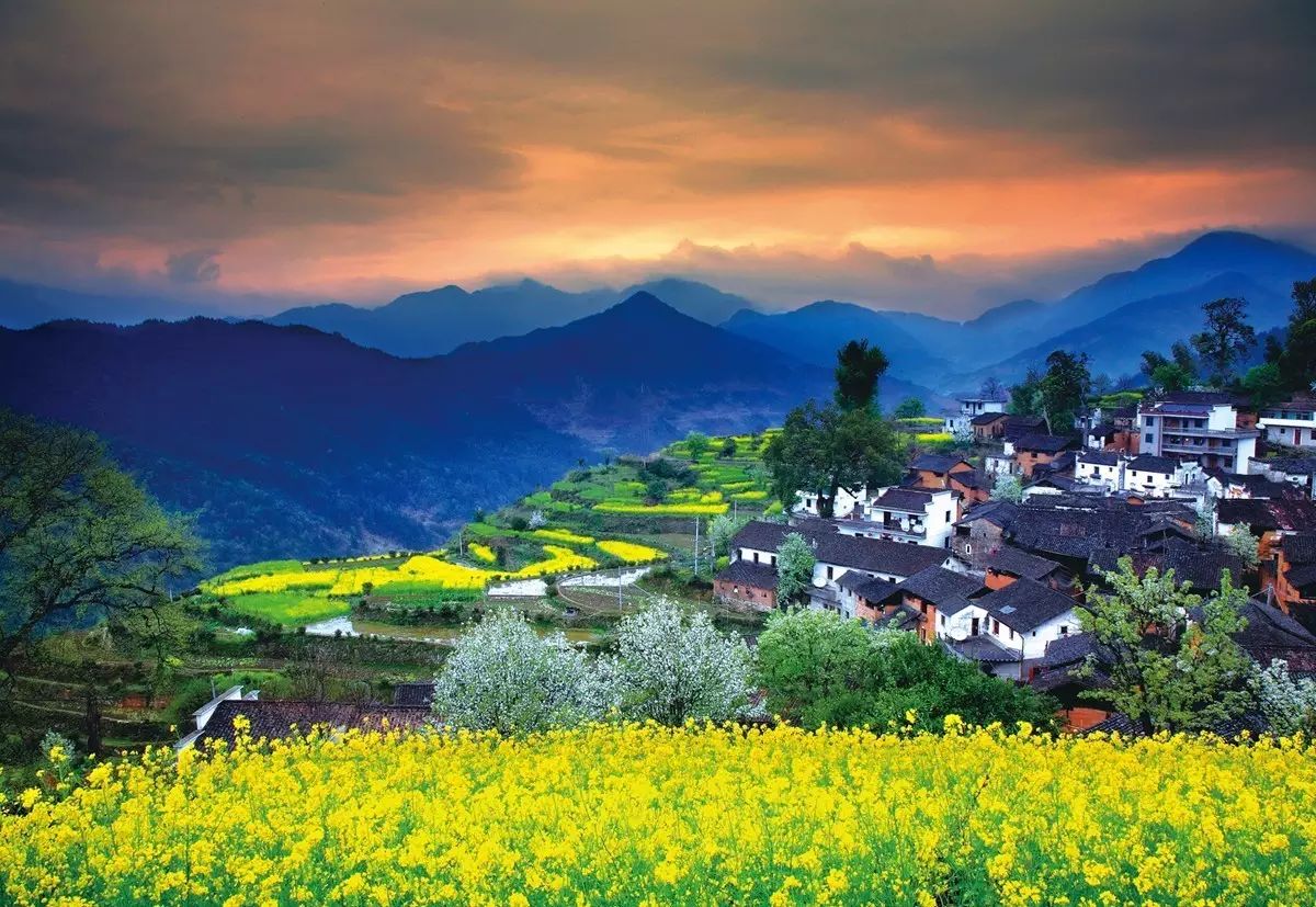 美到窒息的中國最美油菜花海，邂逅花海風(fēng)景！