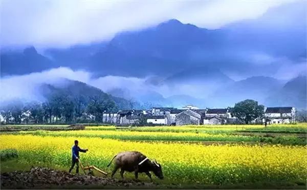 美到窒息的中國最美油菜花海，邂逅花海風(fēng)景！
