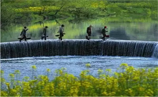 美到窒息的中國最美油菜花海，邂逅花海風(fēng)景！